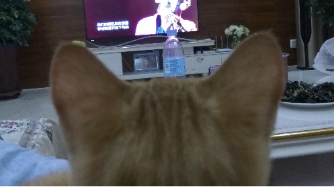 我家猫养成狗了